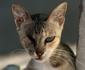 chitzu's picture
